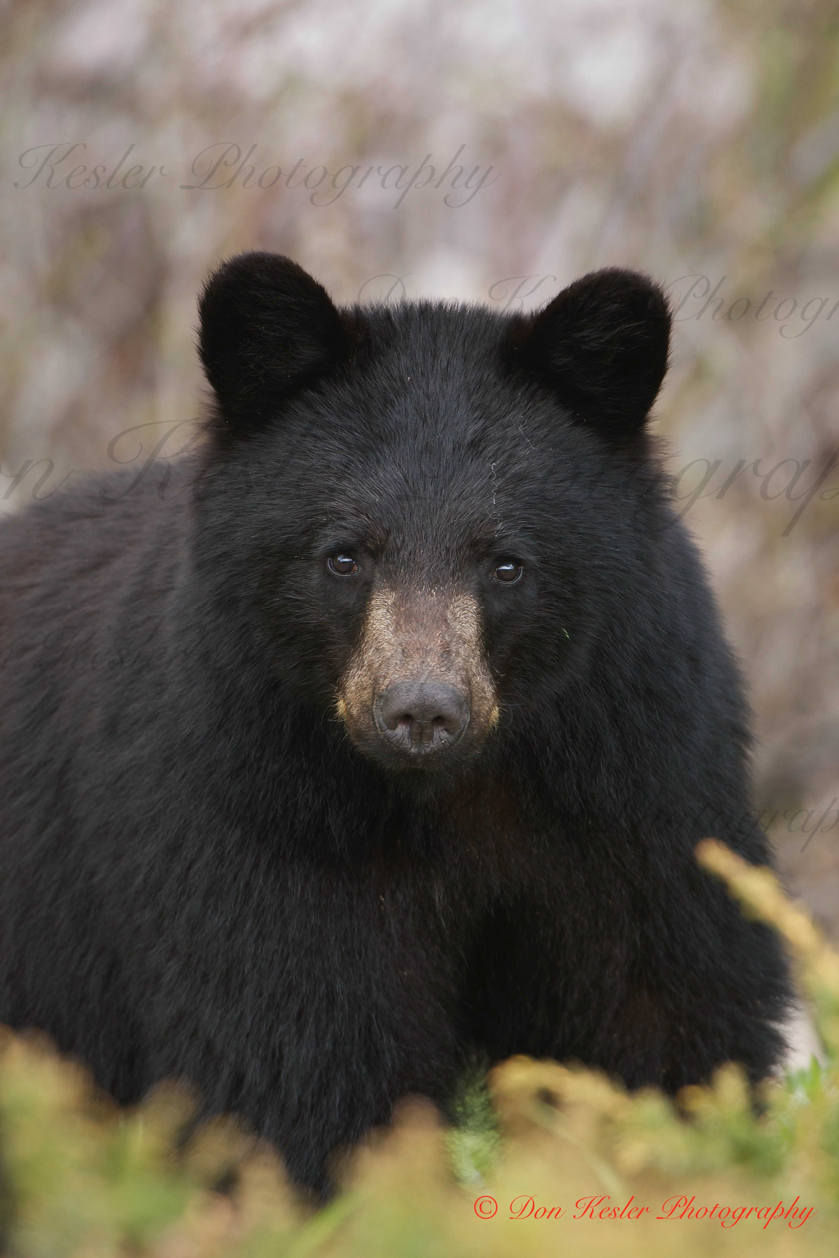 black bear