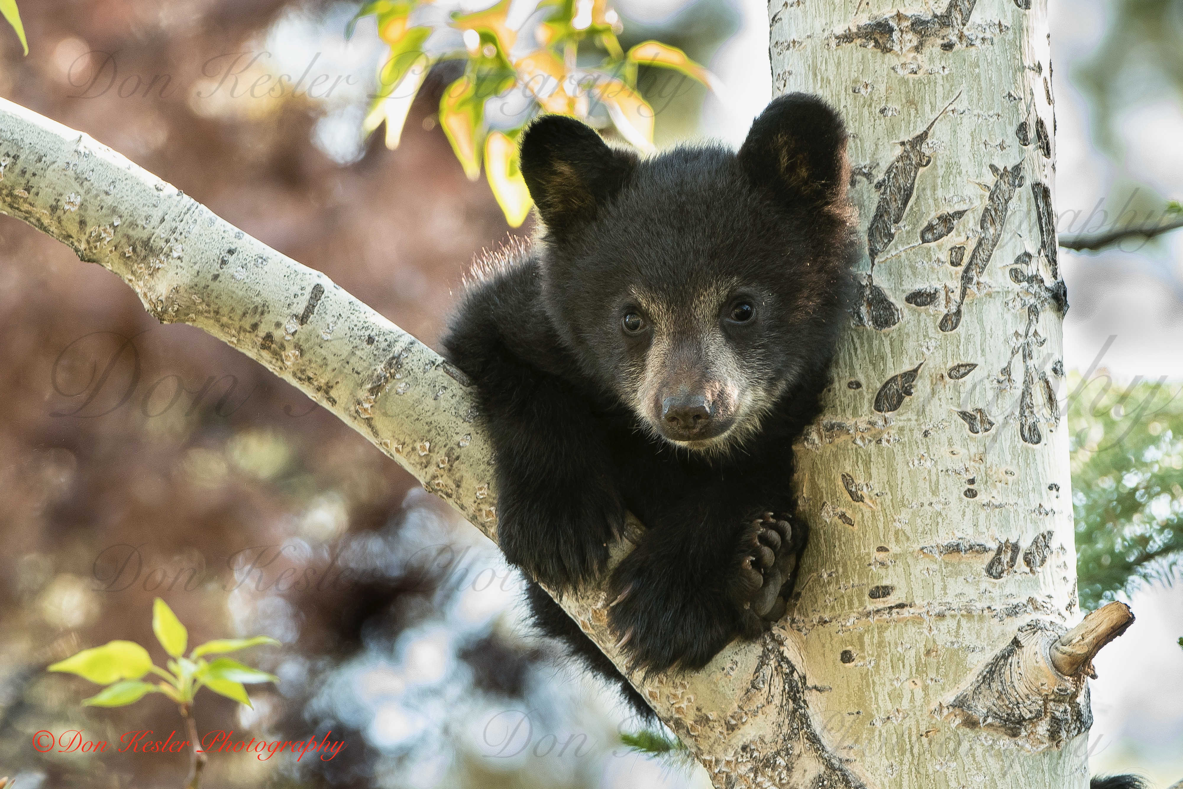black bear