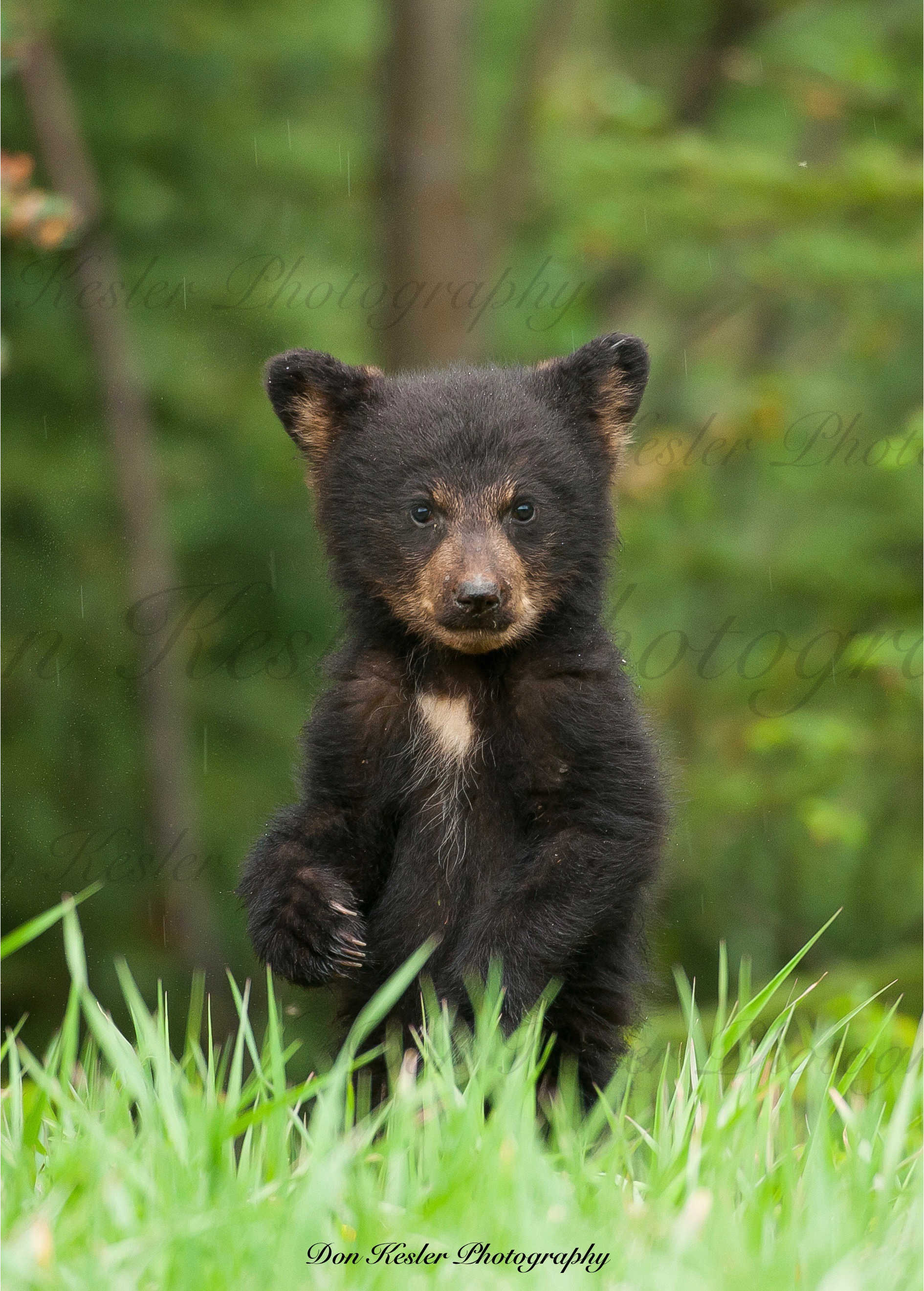 black bear