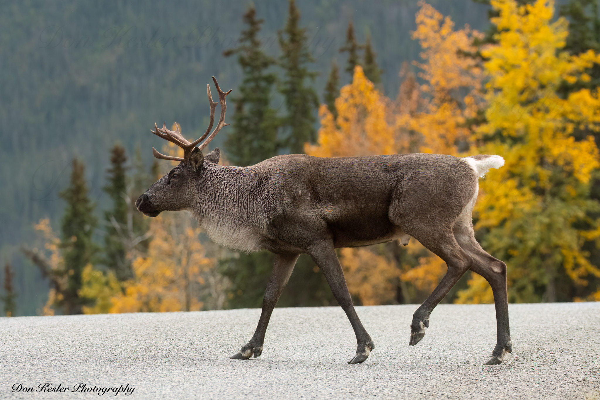 elk