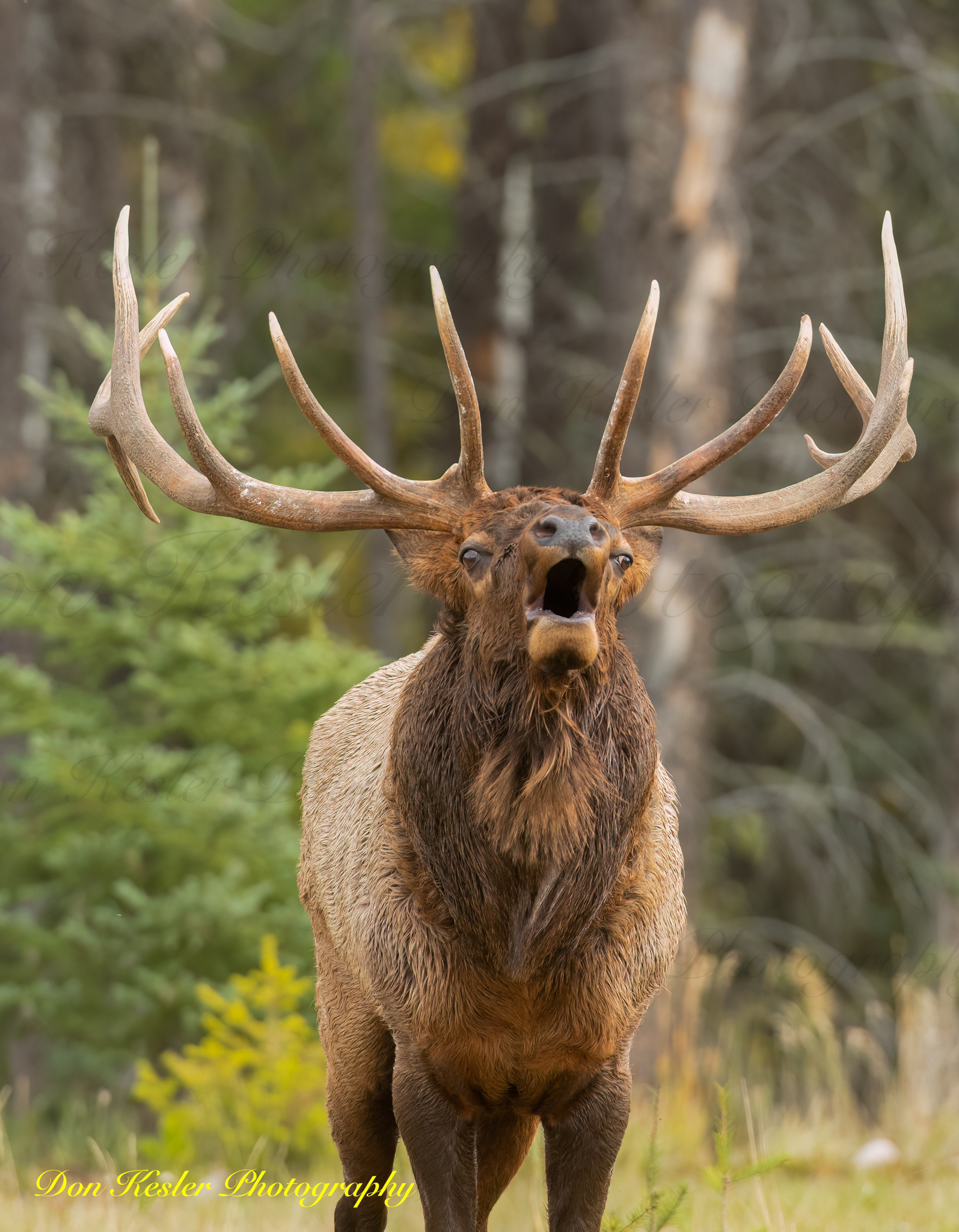 elk