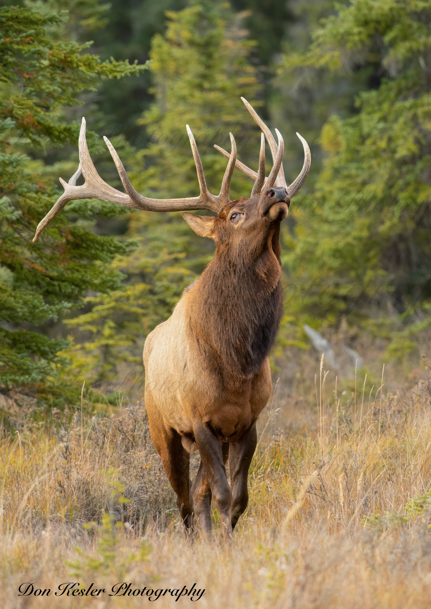 elk