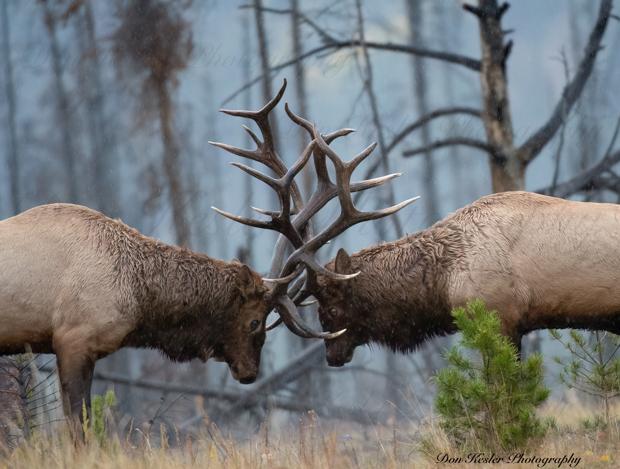 elk