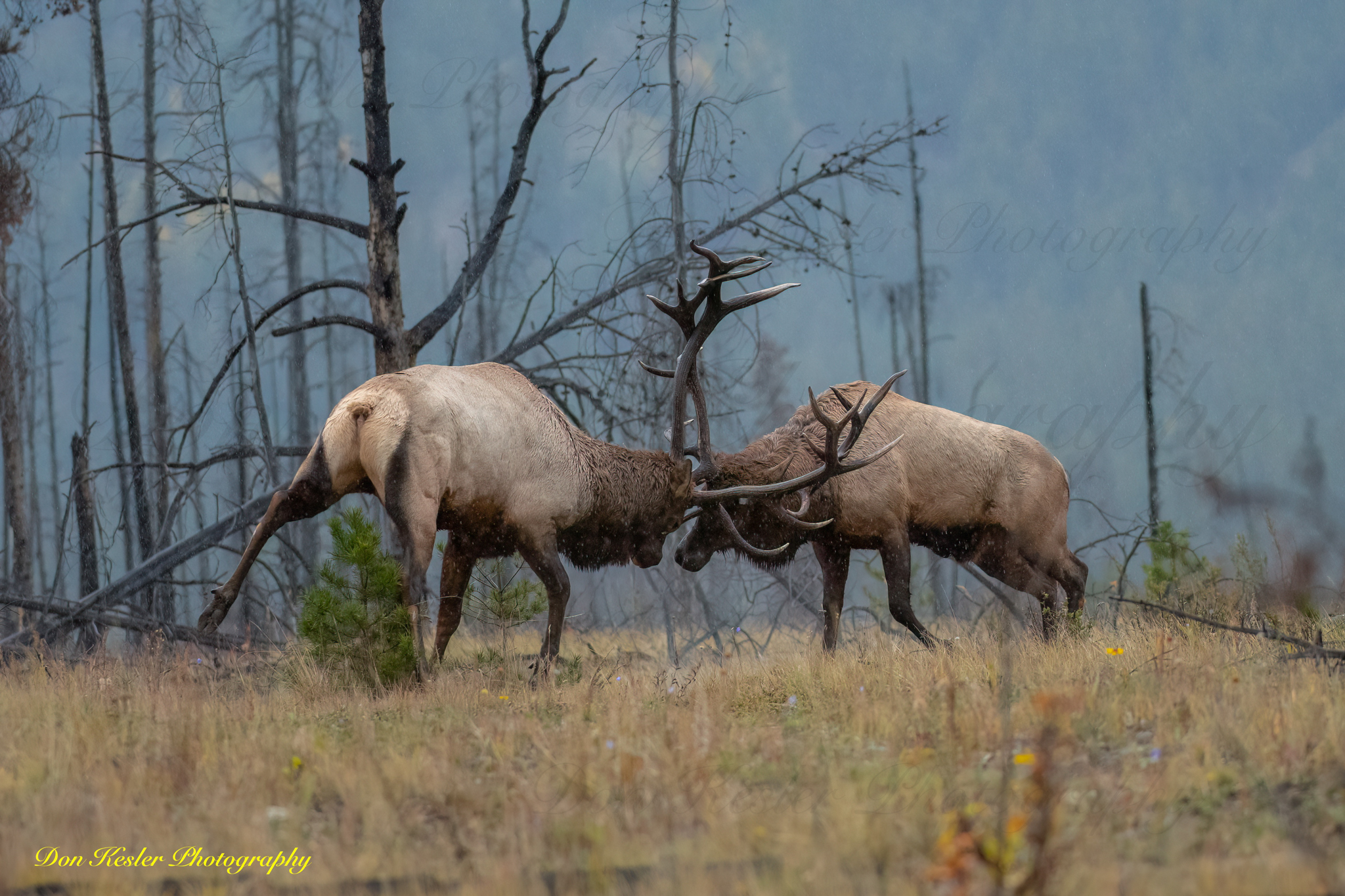 elk