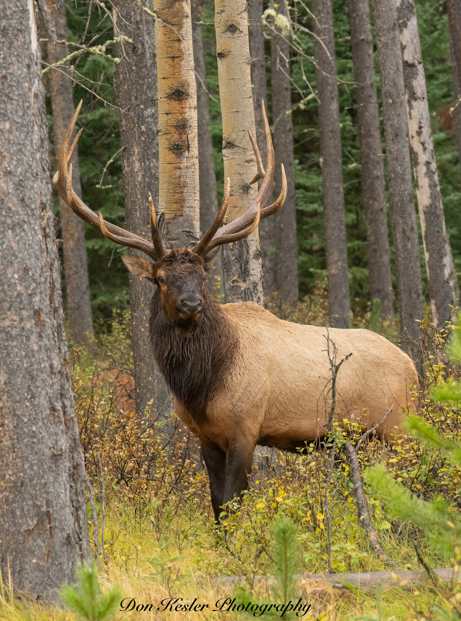 elk