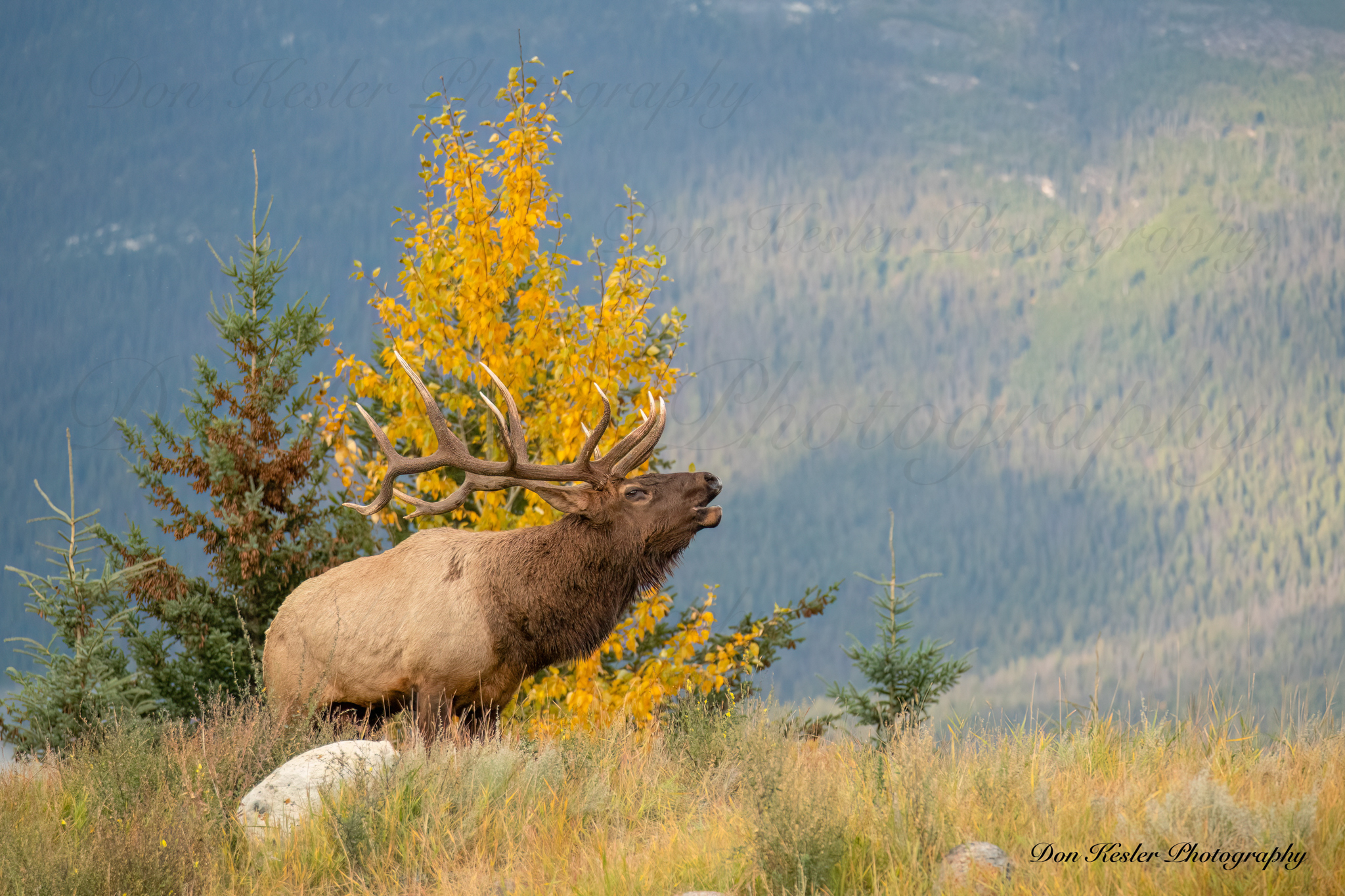 elk