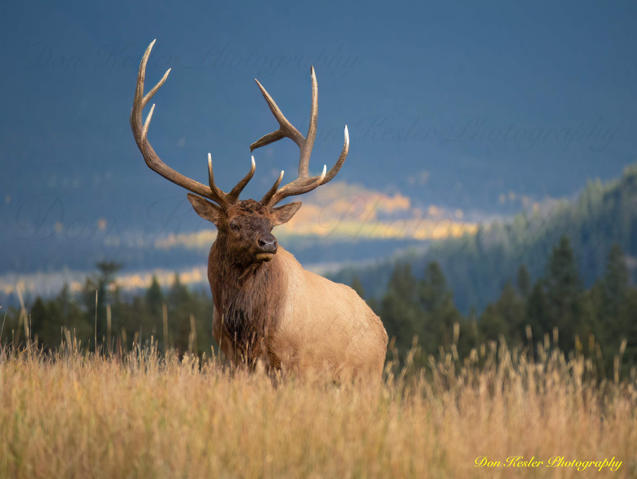 elk