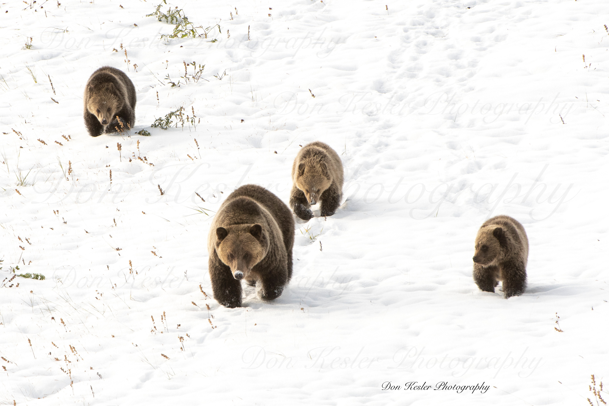 grizzly bear