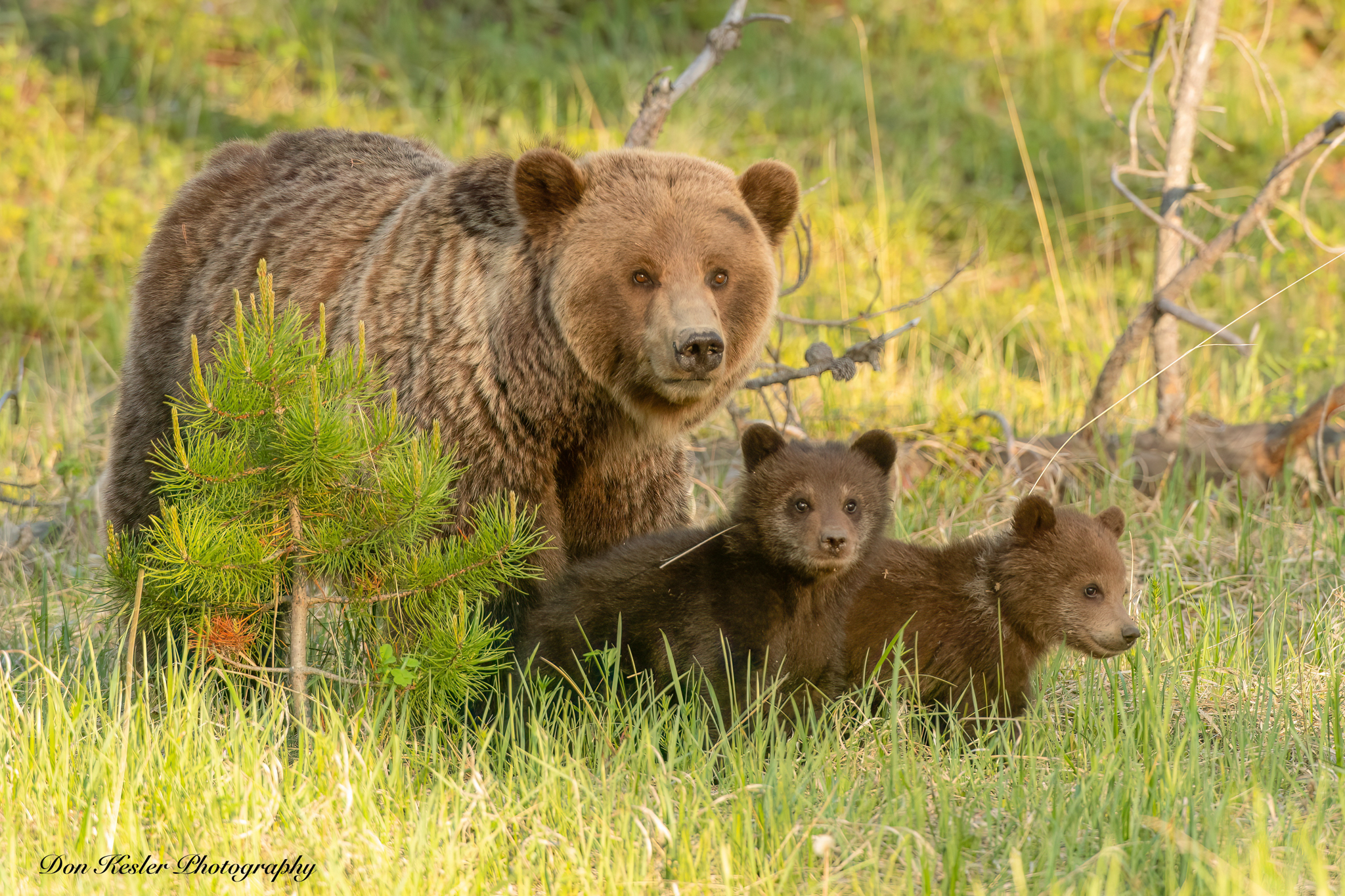 grizzly bear