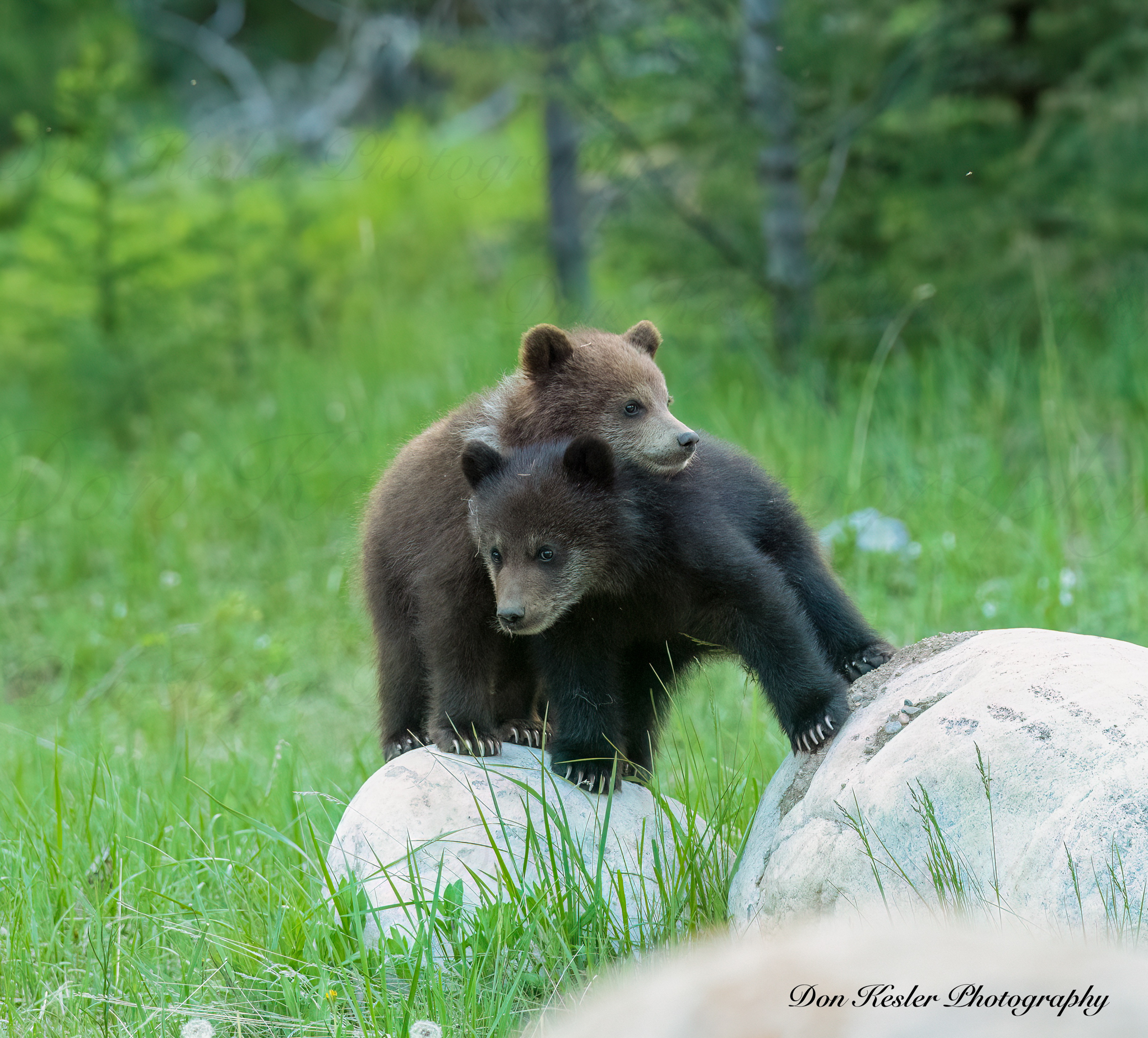 grizzly bear