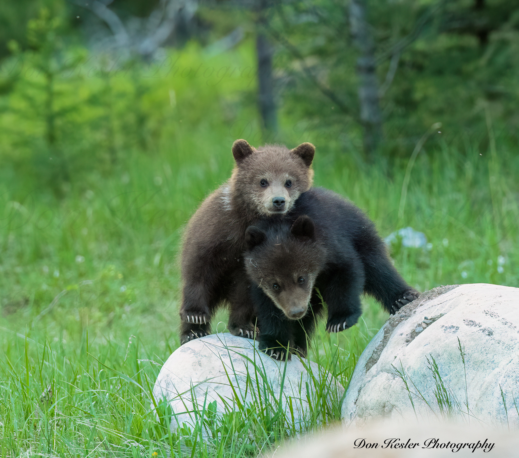 grizzly bear