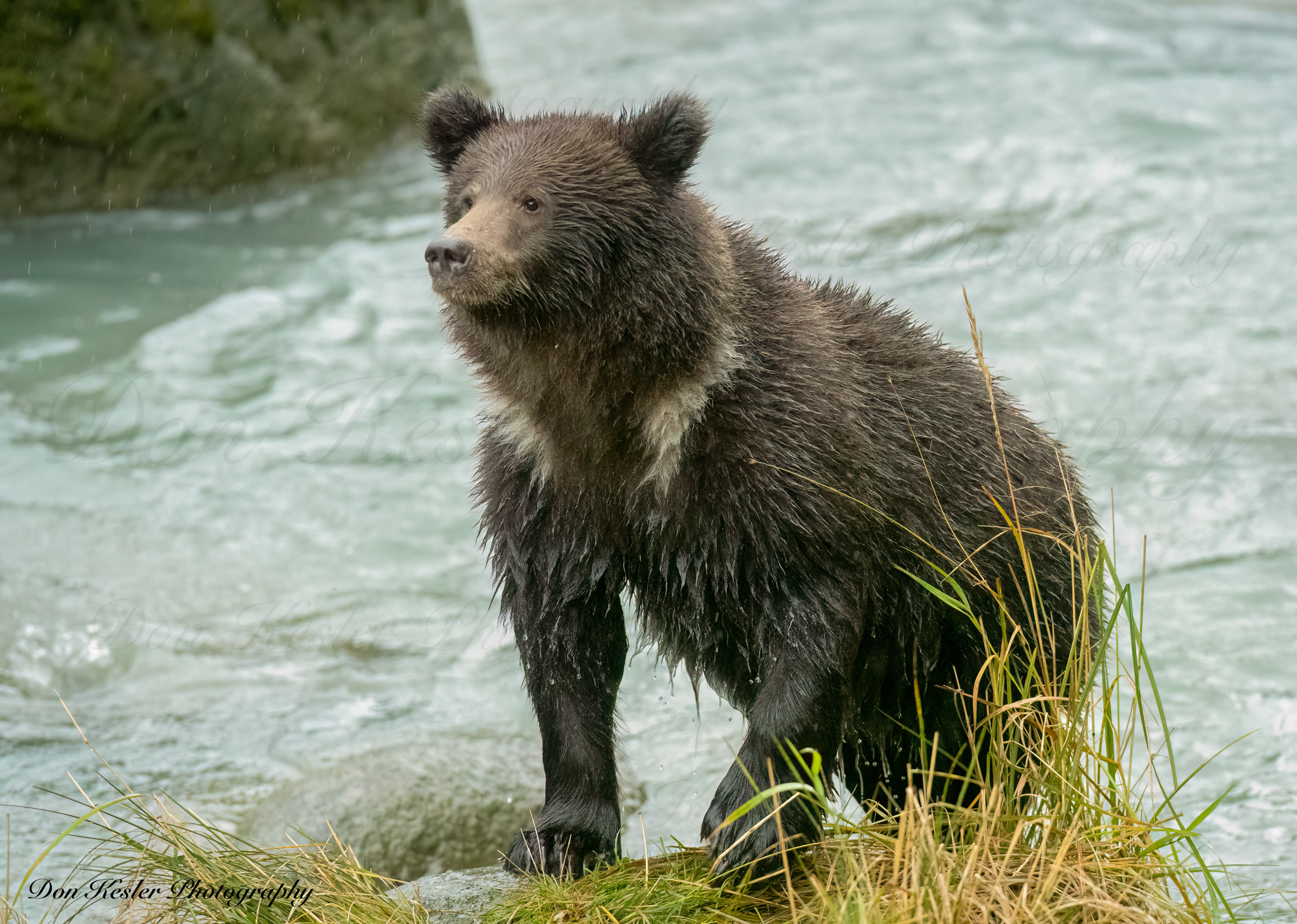 grizzly bear