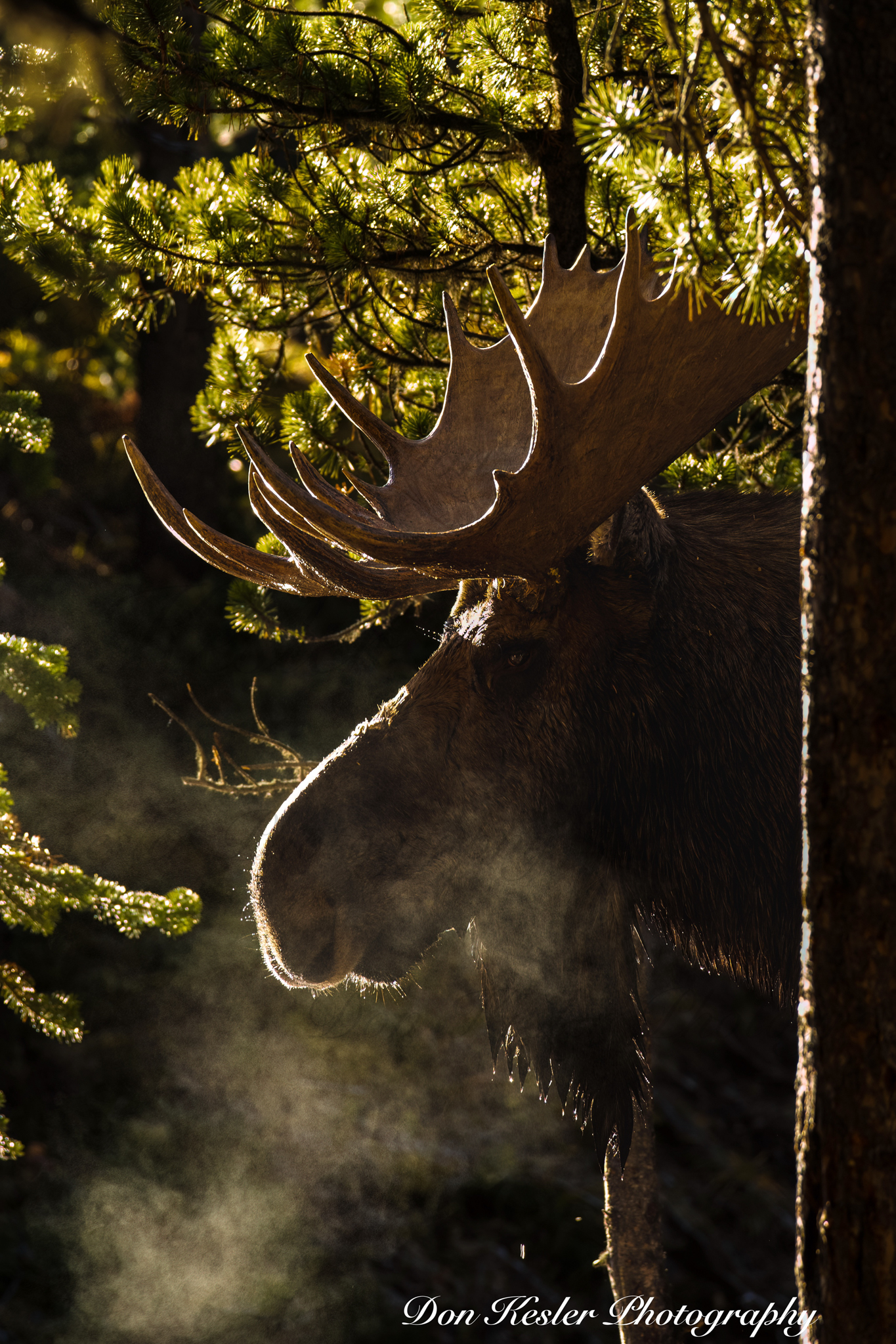 moose