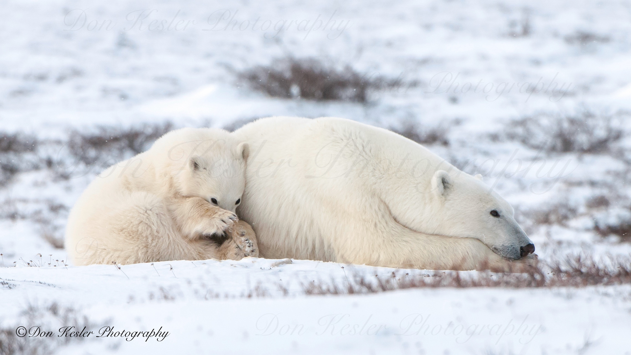 polar bear