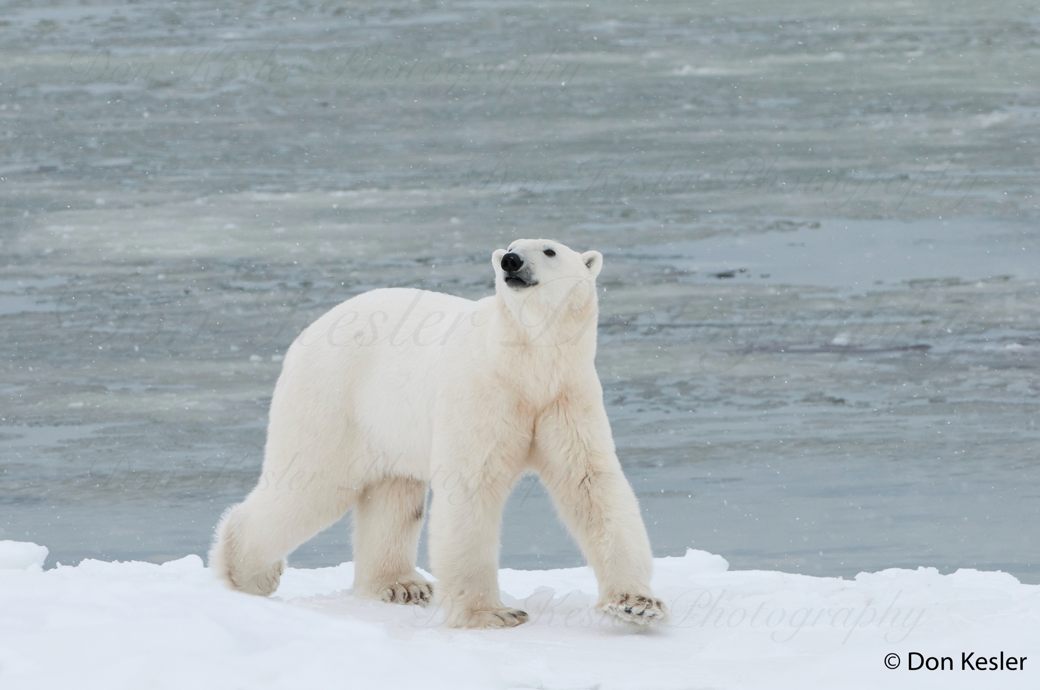 polar bear