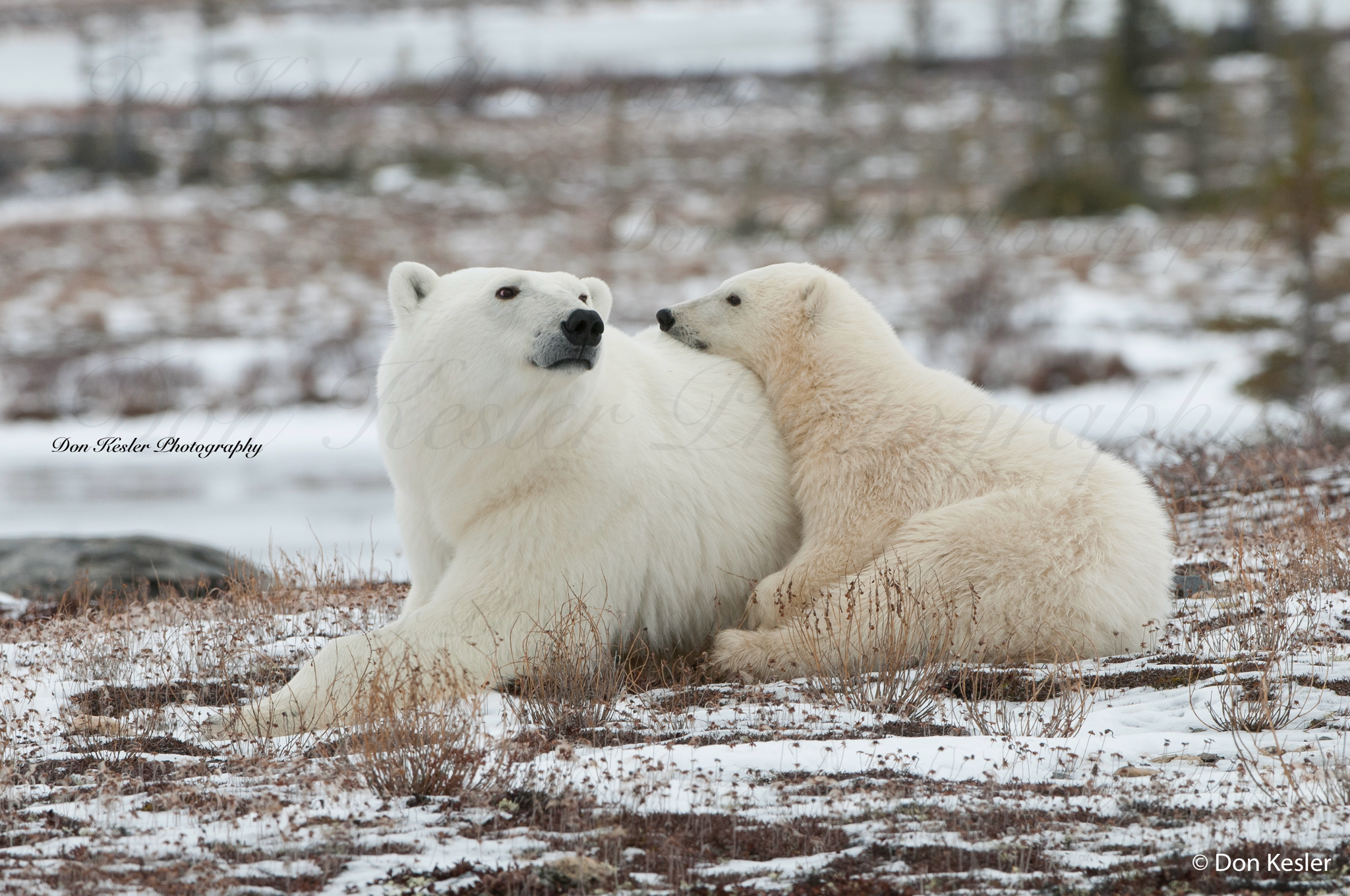 polar bear