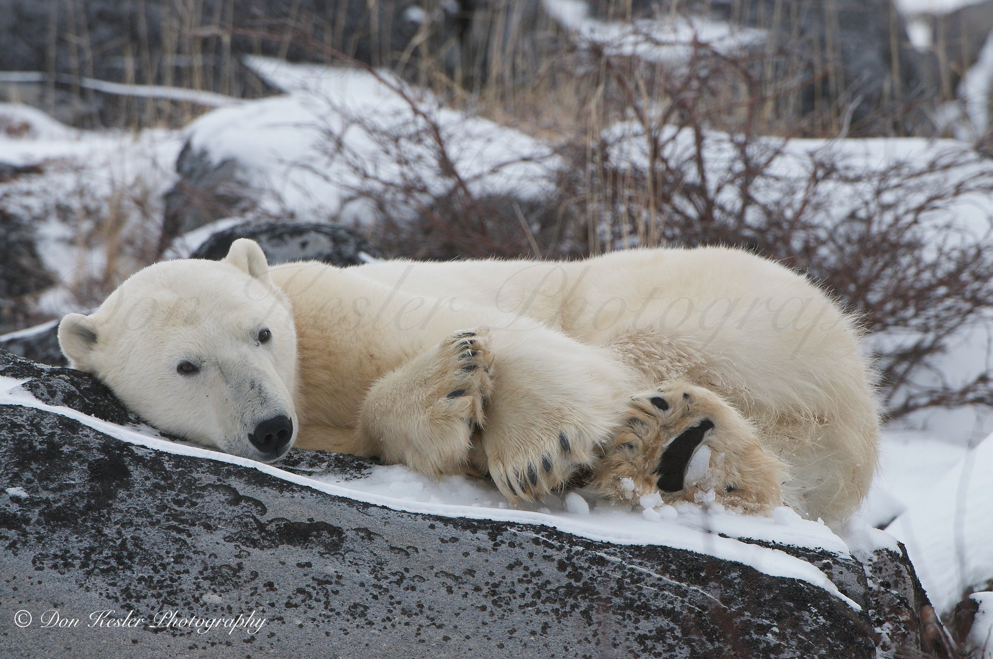 polar bear