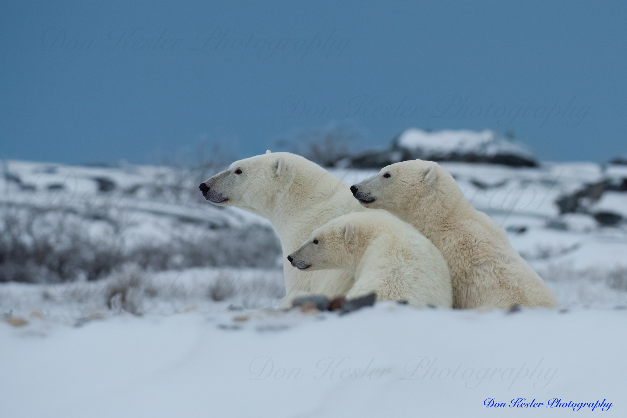 polar bear