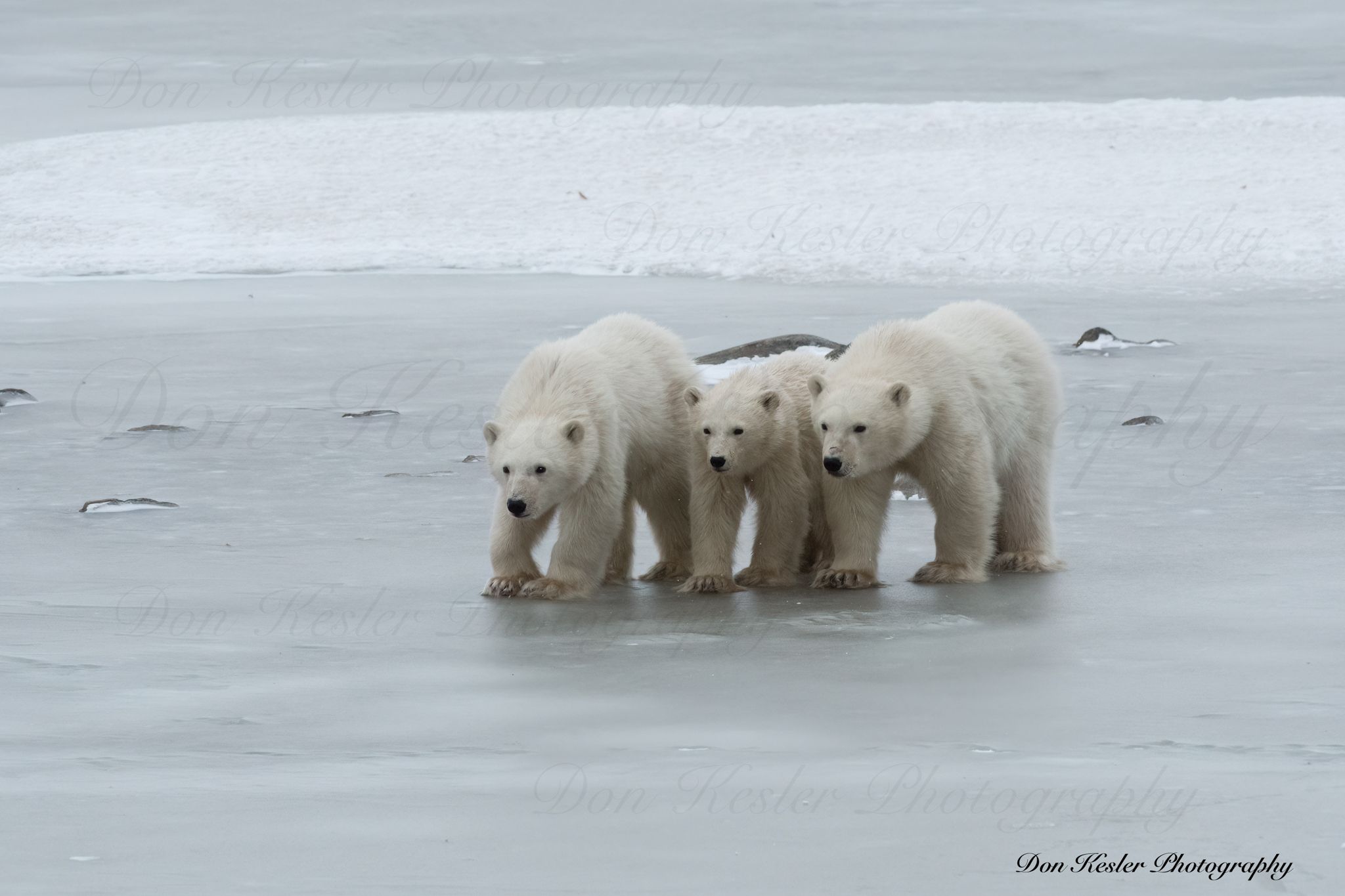 polar bear