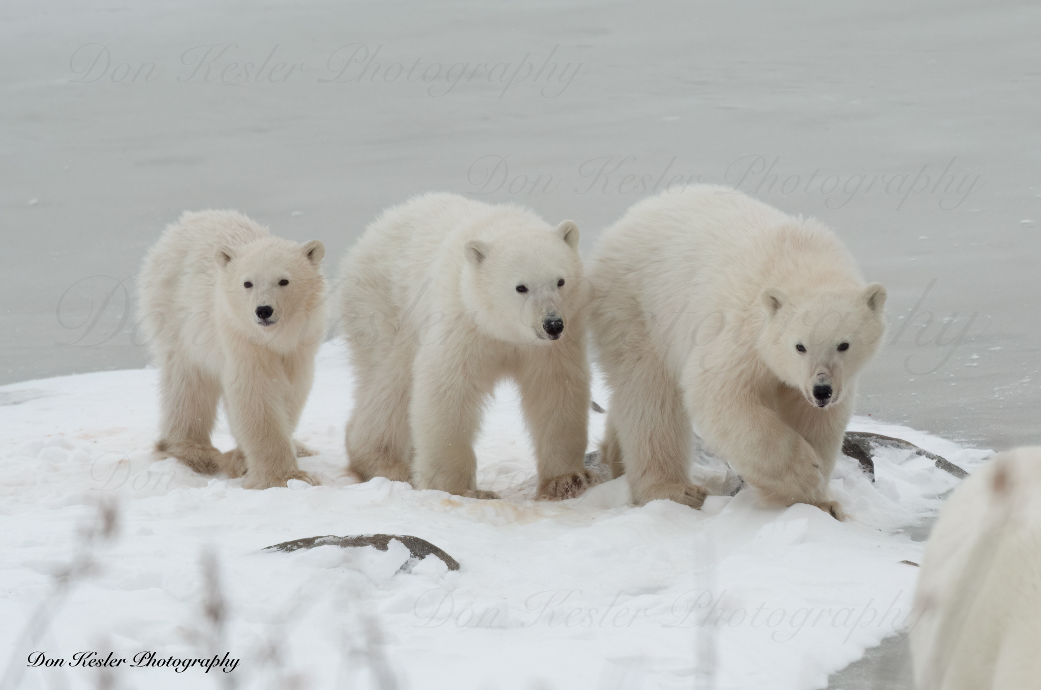 polar bear